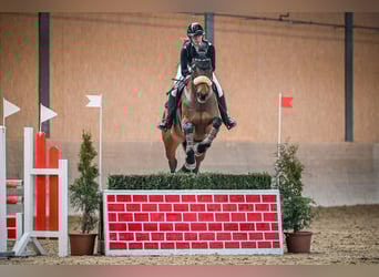 Cheval de Sport Belge, Jument, 10 Ans, 173 cm, Bai