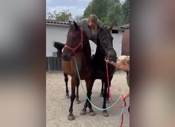 Cheval de Sport Belge Croisé, Jument, 11 Ans, 161 cm, Bai
