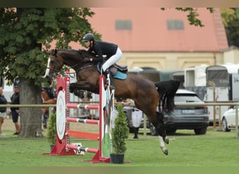 Cheval de Sport Belge, Jument, 12 Ans, 168 cm, Bai cerise