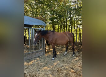 Cheval de Sport Belge, Jument, 12 Ans