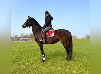 Cheval de Sport Belge, Jument, 13 Ans, 160 cm, Bai brun