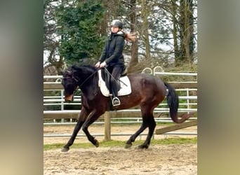 Cheval de Sport Belge, Jument, 13 Ans, 160 cm, Bai brun