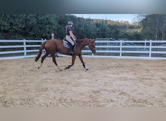 Cheval de Sport Belge, Jument, 13 Ans, 173 cm, Alezan