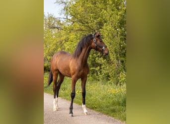 Cheval de Sport Belge, Jument, 1 Année, 160 cm, Bai brun