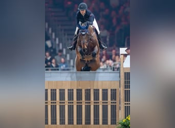 Cheval de Sport Belge, Jument, 1 Année, Bai brun