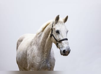 Cheval de Sport Belge, Jument, 23 Ans, 165 cm