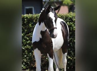 Cheval de Sport Belge, Jument, 2 Ans, 153 cm, Pinto