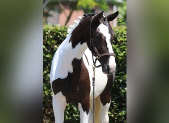 Cheval de Sport Belge, Jument, 2 Ans, 153 cm, Pinto