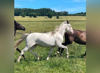 Cheval de Sport Belge Croisé, Jument, 2 Ans, 155 cm, Overo-toutes couleurs