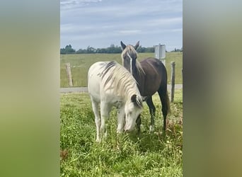 Cheval de Sport Belge Croisé, Jument, 2 Ans, 155 cm, Overo-toutes couleurs