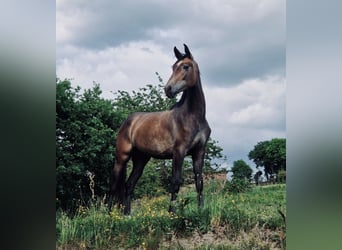 Cheval de Sport Belge, Jument, 2 Ans, 158 cm, Gris