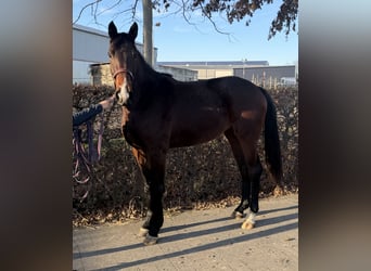 Cheval de Sport Belge, Jument, 3 Ans, 168 cm, Bai
