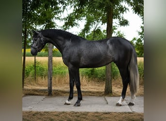 Cheval de Sport Belge, Jument, 3 Ans, 169 cm, Gris