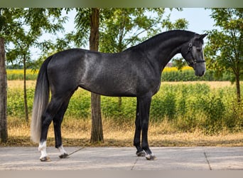 Cheval de Sport Belge, Jument, 3 Ans, 170 cm, Gris