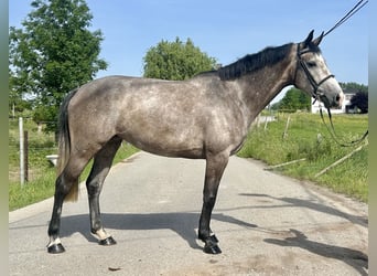 Cheval de Sport Belge, Jument, 4 Ans, 162 cm, Gris