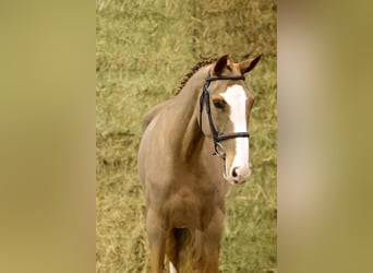 Cheval de Sport Belge, Jument, 4 Ans, 166 cm, Alezan