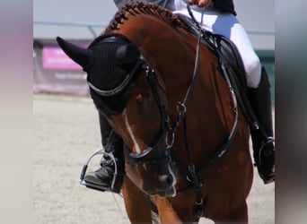 Cheval de Sport Belge, Jument, 4 Ans, 167 cm, Alezan brûlé