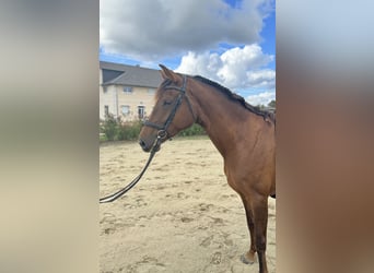 Cheval de Sport Belge, Jument, 4 Ans, 167 cm, Alezan