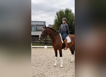 Cheval de Sport Belge, Jument, 4 Ans, 168 cm, Bai