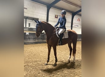 Cheval de Sport Belge, Jument, 4 Ans, 170 cm, Alezan