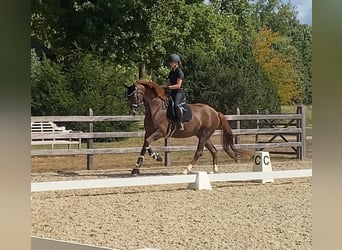 Cheval de Sport Belge, Jument, 4 Ans, 173 cm, Alezan