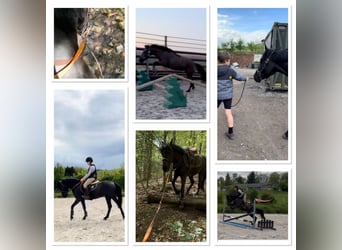 Cheval de Sport Belge, Jument, 5 Ans, 144 cm, Noir