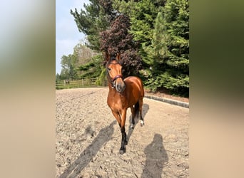 Cheval de Sport Belge, Jument, 5 Ans, 150 cm, Bai clair