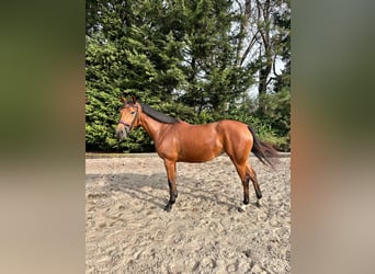 Cheval de Sport Belge, Jument, 5 Ans, 150 cm, Bai clair