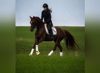 Cheval de Sport Belge, Jument, 5 Ans, 164 cm, Alezan brûlé