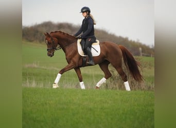 Cheval de Sport Belge, Jument, 5 Ans, 164 cm, Alezan brûlé