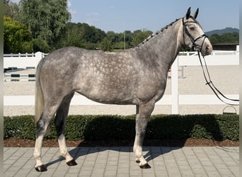 Cheval de Sport Belge, Jument, 5 Ans, 165 cm, Gris pommelé