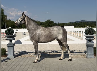 Cheval de Sport Belge, Jument, 5 Ans, 165 cm, Gris pommelé