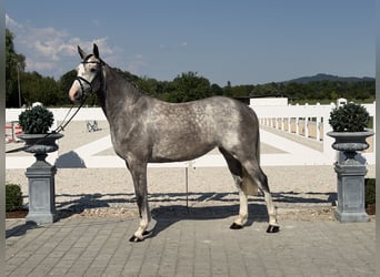 Cheval de Sport Belge, Jument, 5 Ans, 165 cm, Gris pommelé