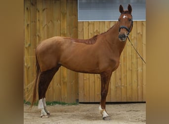 Cheval de Sport Belge, Jument, 5 Ans, 168 cm, Alezan