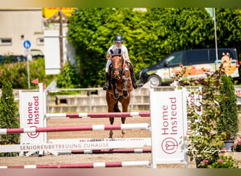 Cheval de Sport Belge, Jument, 5 Ans, 168 cm, Bai