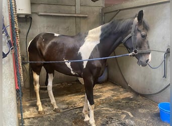 Cheval de Sport Belge, Jument, 5 Ans, 168 cm, Tobiano-toutes couleurs