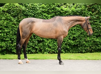 Cheval de Sport Belge, Jument, 5 Ans, 169 cm, Bai