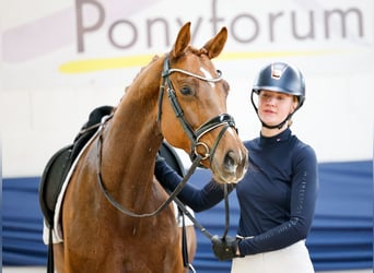 Cheval de Sport Belge, Jument, 6 Ans, 161 cm, Alezan brûlé