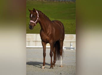 Cheval de Sport Belge, Jument, 6 Ans, 164 cm, Alezan brûlé