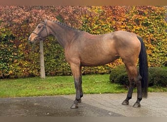 Cheval de Sport Belge, Jument, 6 Ans, 167 cm, Bai