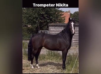 Cheval de Sport Belge, Jument, 7 Ans, 170 cm, Bai brun