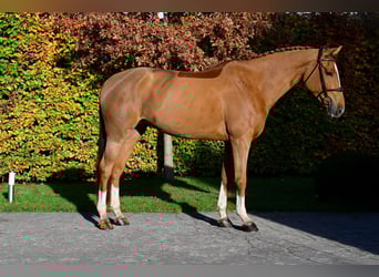 Cheval de Sport Belge, Jument, 7 Ans, 172 cm, Alezan