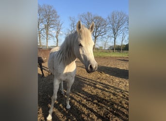Cheval de Sport Belge, Jument, 8 Ans, 147 cm, Gris