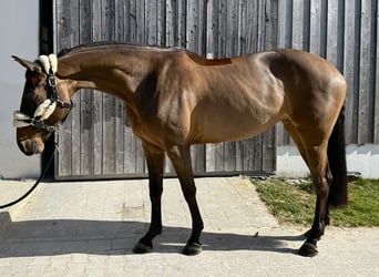 Cheval de Sport Belge, Jument, 8 Ans, 165 cm, Bai brun