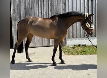 Cheval de Sport Belge, Jument, 8 Ans, 165 cm, Bai brun