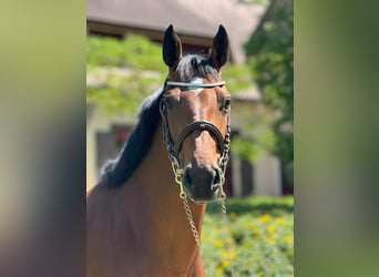 Cheval de Sport Belge, Jument, 8 Ans, 167 cm, Bai
