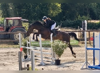 Cheval de Sport Belge, Jument, 8 Ans, 169 cm, Noir