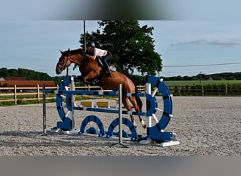 Cheval de Sport Belge, Jument, 8 Ans, 172 cm, Bai