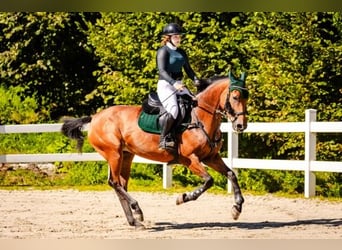 Cheval de Sport Belge, Jument, 9 Ans, 166 cm, Bai
