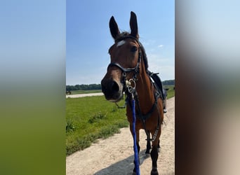 Cheval de Sport Belge, Jument, 9 Ans, 166 cm, Bai